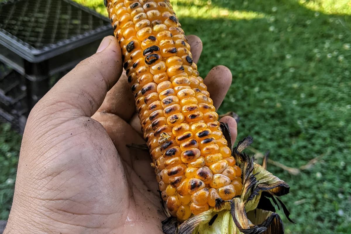 Maïs Grillé Parfait